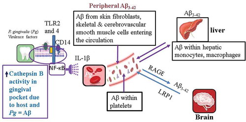 Figure 1. Summarizes the Nie et al.[Citation32]. vision as interpreted by Olsen and Singhrao for the contribution to AD of peripheral pools of Aβ, specifically Aβ3-42. It is generated by P.gingivalis (Pg) oral infection that eventually reaches the liver and the brain. The proposed signaling pathway (TLR2,4/NF-ĸB) is also indicated where it is likely to act liberating interleukin-1β (IL-1β) cytokine that facilitates the amyloid precursor protein cleavage of Aβ via secretase enzymes, one of which is cathepsin B. The low-density lipoprotein receptor-related protein 1 (LRP1) is the receptor for Aβ transport from the brain to the peripheral blood. The Aβ from the systemic circulation can enter the brain using the advanced glycation end products (RAGE) receptor. Nie et al. [Citation32] have shown Aβ within the gingival tissues of periodontitis patients and in the liver of middle-aged mice after chronic systemic P. gingivalis infection, thereby contributing to the peripheral pools of Aβ. Some researchers believe the peripheral Aβ also comes from platelets, skeletal muscle cells, skin fibroblasts, and monocyte/macrophages. The implications of the peripheral Aβ is that it can also enter the brain and contribute to AD pathology as shown by Bu et al. [Citation31]