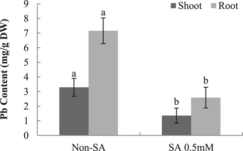 Figure 1. Effect of seed pretreatment with SA on Pb content (non-stressed plants not detected) of maize plants under lead stress conditions (Mean ± SE, n = 3), P ≤ 0.05.