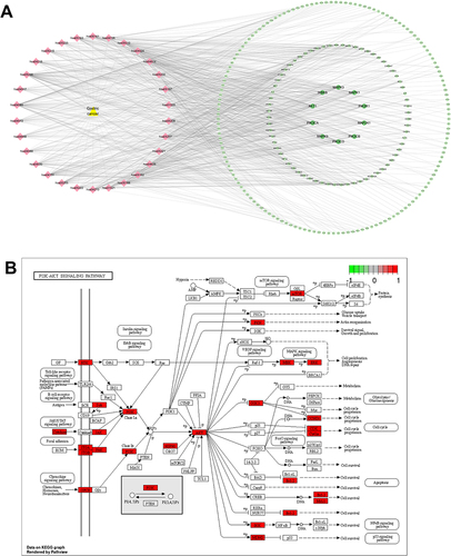 Figure 6 “Disease target-pathway” network of Radix Bupleuri against GC. (A) “Disease target-pathway” network was constructed using Cytoscape 3.10 software. Yellow triangular nodes represent GC, pink diamond nodes represent pathways, and green circle nodes represent target genes. The darker the color of the green node, the greater the degree value. (B) The target Radix Bupleuri in PI3K/AKT pathway was stained with red with KEGG Pathview.