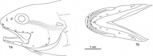 Figure 9. Spottobrotula mossambica, ZMUC P771715, holotype, SL 183 mm, head pores: (1a) lateral view, (1b) ventral view.