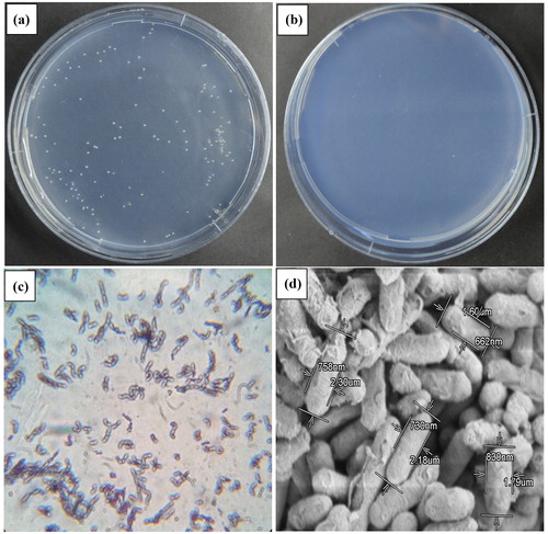 Figure 2. Morphological properties of strain CTBmeg1. (a) Pure colony of strain CTBmeg1 on 10 mmol/L 2,2-DCP minimal media agar supplemented with 10% NaCl at 30 °C after 9 days of incubation; (b) negative control (plate not supplemented with 2,2-DCP); (c) Gram-staining (observed under 100× oil immersion magnification); (d) SEM micrograph of isolate visualized at 11,000× magnification, 2.0 kV accelerating voltage. Note: Bar: 5μm. Bacterial size was measured using Hitachi SU5020 SEM software.