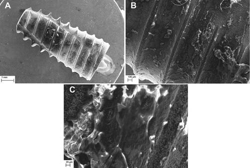 Figure 1 Scanning electron microscopy (SEM) of the dental implant that was removed from the mandible bone due to chronic infection which developed soon after the surgery and could not be treated with conventional antibiotics. (A) Magnification of 30x does not show evident cause of implant failure, whereas magnification of 100x (B) and 500x (C) show bacterial biofilm persisting between implant screw threads. Source: own test results.