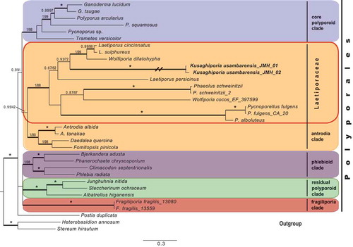 Figure 1. Phylogenetic relationships among Kusaghiporia usambarensis and allied taxa in Polyporales, based on Bayesian and ML analyses of concatenated nrLSU, nrSSU, RPB1 and TEF1 datasets. The tree was rooted using two species from Russulales (Heterobasidion annosum and Stereum hirsutum). The two support values associated with each internal branch correspond to PPs and MLbs proportions, respectively. Branches in bold indicate a support of PP ≥ 0.95 and MLbs ≥ 70%. An asterisk on a bold branch indicates that this node has a support of PP = 1.0 and MLbs = 100. The branch with double-slash is shortened. Clade names follow Zhao et al. (Citation2015)