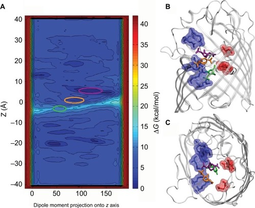 Figure 4 (A) Intrinsic depiction of the two-dimensional free energy of translocation of β-lactamase inhibitor (avibactam), reassembled from metadynamic simulations. (B) Lateral view and (C) topmost view of the avibactam inside OmpF pore in the two lowest minima near the constriction region and at the subsequent transition state. Reprinted with permission from Ghai I, Pira A, Scorciapino MA, et al. General method to determine the flux of charged molecules through nanopores applied to beta-lactamase inhibitors and OmpF. J Phys Chem Lett. 2017;8(6):1295–1301.Citation36 Copyright (2017) American Chemical Society.
