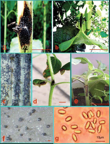 Fig. 1. Symptoms of black stem of sunflower caused by natural infections in the field and greenhouse inoculations with Phoma macdonaldii. (a) Natural infections on stems of field-grown plants. (b) Symptoms of sunflower black stem on cotyledon petioles in field-grown plants. (c) Pycnidia formed on stems of naturally infected sunflowers in the field. (d) Chlorotic lesions on the stem surface 1–2 days after artificial inoculation. (e) Black lesions on the surface of the cotyledon petiole and stems 7 days after inoculation. (f) Development of pycnidia on oat agar culture. (g) Conidia on OA culture. Bars: a–b, e = 5 cm; d = 1 cm; f = 100 μm and g = 10 μm.