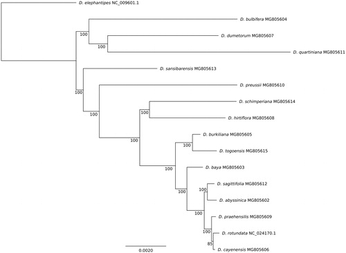 Figure 1. Phylogenetic tree of 16 African Dioscorea species constructed using maximum likelihood procedure and whole plastome sequences. Dioscorea elephantipes was included as outgroup species. Bootstrap values are indicated for each node. Each species is followed by its GenBank accession ID.