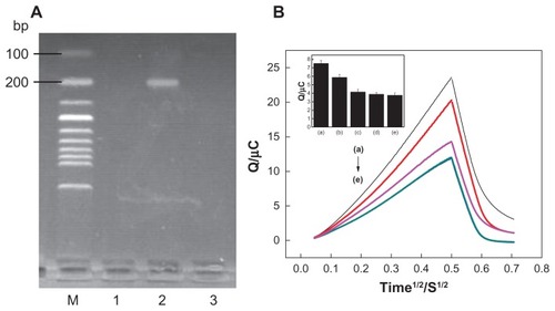 Figure 6 (A) Electropherogram of polymerase chain reaction products. The lanes from left to right: (1) negative real sample, (2) positive real sample, and (3) blank background. (B) Chronocoulometry transients using 20 μM hexaamine-ruthenium III as redox indicator for (e) probe-modified nanostructure gold electrode, (c) blank background, (b) after hybridization with the positive sample, (d) negative sample, and (a) the same concentration of target deoxyribonucleic acid.Notes: Error bars represent relative standard deviation of three independent experiments. Experimental conditions are as described in Figure 4.