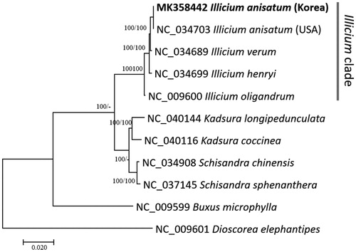 Figure 1. Neighborjoining (bootstrap repeat is 10,000) and maximum likelihood (bootstrap repeat is 1,000) phylogenetic trees of five Illicium and six Schisandraceae chloroplast genomes: Illicium anisatum (MK358442 in this study and NC_034703), Illicium verum (NC_034689), Illicium henryi (NC_034699), Illicium oligandrum (NC_009600), Kadsura longipedunculata (NC_040144), Kadsura coccinea (NC_040116), Schisandra chinensis (NC_034908), Schisandra sphenanthera (NC_037145), Buxus microphylla (NC_009599), and Dioscorea elephantipes (NC_009601). Phylogenetic tree was drawn based on neighbor joining tree. The numbers above branches indicate bootstrap support values of maximum likelihood and neighbor joining phylogenetic trees, respectively.