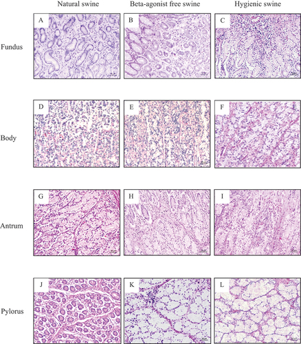 Figure 4. Histology of gastric glands in mucosa layer of swine’s stomachs in various regions including fundus, body, antrum, and pylorus of natural, beta-agonist free, and hygienic swine. Determined by scanning objective of 10× of microscope.