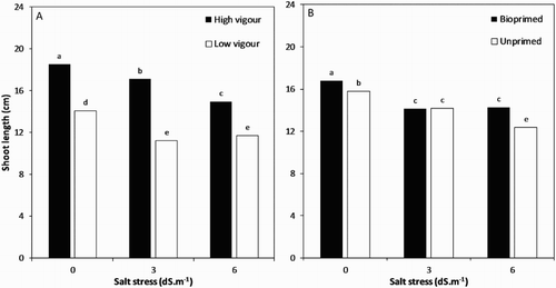 Figure 3. Shoot length of soybean seedling influenced by (A), interaction of seed vigour level and salt stress and (B) interaction of biopriming with Trichoderma and salt stress.