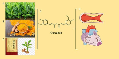 Figure 1 (A) Curcuma. (B) Curcuma Decoction pieces. (C) New Materia Medica and Picture of Curcuma. (D) Chemical Structure of Curcumin. (E) Blood Vessels and Heart.