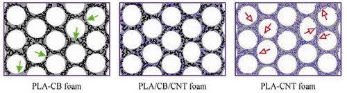 Figure 10. Schematics of carbonaceous filler networks in the PLA foams. The solid curves and the black dots represent CNTs and CB, respectively. The solid arrows indicate broken or invalid pathways of the CB networks, and the hollow arrows ‘dead’ ends or branches of the CNTs located at the broken cell wall, which have no contribution to the conductive networks (adapted from reference [Citation142]).