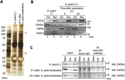 Figure 4. CAPZA1 binds to LRP1-ICD during autophagy induction. (a) AGS cells were infected with H. pylori for 5 h (MOI 50) and incubated in a medium containing antibiotic for 24 h. Then, an immunoprecipitation assay was performed on these cells with an anti-LRP1-carboxyterminal end antibody. The immunoprecipitate was subjected to SDS-PAGE, the gel was stained with a silver stain, and then 2 proteins (protein band 1 and 2) were identified by HPLC-Chip-MS/MS experiments using an Agilent 1100 LC/MSDTrap-XCT series system. (b) AGS cells were infected with H. pylori for 5 h (MOI 50) and incubated in a medium containing antibiotic for 0 and 24 h. Then, subcellular fractionation of these cells indicated the localization of GTF2I and CAPZA1 in cell membrane (Mem), cytoplasmic (Cyt) and nuclear (Nuc) extracts. (c) AGS cells were infected with H. pylori for 5 h (MOI 50) and incubated in a medium containing antibiotic for 0 and 24 h. After subcellular fractionation of these cells, an immunoprecipitation assay was performed with an anti-LRP1-carboxyterminal end antibody or an IgG from rabbit serum.