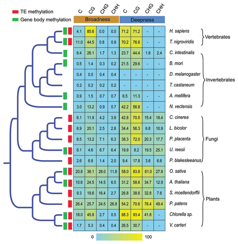 Figure 1 Evolution of DNA methylation level of the available eukaryote methylomes. The phylogenetic tree was based on NCBI Taxonomy Browser (www.ncbi.nlm.nih.gov/taxonomy/taxonomyhome.html). Only the topology is shown and the branch lengths are not proportional to evolutionary divergence time. Green and red boxes indicate high methylation of gene body and transposon elements (TEs), respectively. On the right, a heatmap shows DNA methylation level (broadness and deepness for each kind of sequence context). The methylome data of human IMR90 fetal lung fibroblasts was used to represent the human.