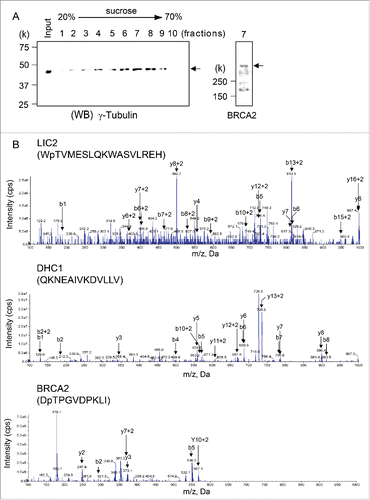 Figure 2. Dynein 1 heavy chain 1 (DHC1) and dynein 1 light intermediate chain 2 (LIC2) interacts with BRCA2 in centrosomes. (A) Centrosomes were isolated from HeLa S3 cells by sucrose density gradient centrifugation. The centrosome-containing fractions were analyzed by immunoblotting using the anti-γ-tubulin antibody. BRCA2 was detected in centrosome-containing fraction 7. (B) Anti-BRCA2 and anti-IgG immunoprecipitates were subjected to in-solution digestion and analyzed by liquid chromatography-tandem mass spectrometry. Mass spectra for the DHC1 peptide (AA 1440–1452), LIC2 peptide (AA 143–159), and BRCA2 peptide (AA 2606–2615) in anti-BRCA2 immunoprecipitates.