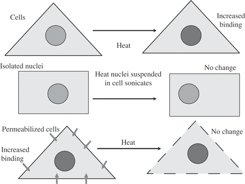 Figure 2. Increased Nuclear Protein Binding Induced by Heat Shock. Nuclear protein binding increased after heat shock or permeabilization of intact cells, but not after heat shock of isolated nuclei in whole cell sonicates or permeabilized cells.