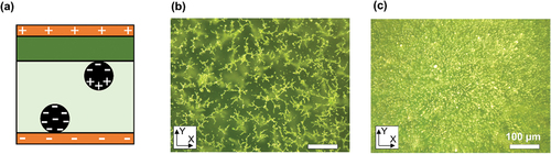 Figure 4. (a) Schematic illustration of CIP charging in contact with the bottom electrode and not charging on the top PET surface. Top surface micrograph of 2 vol% CIP/polymer composite film treated under (b) 0.3 kV/mm AC electric field and (c) 2 kV/mm DC electric field for 15 min.