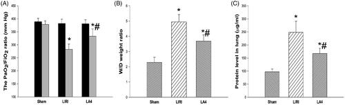 Figure 1. Lipoxin A4 ameliorated the alveolar capillary permeability after LIRI in rats. (A–C) Rats in the sham group only received the anaesthesia and thoracotomy, while rats in the LIRI and LA4 groups received the orthotopic rat left lung transplantation and injection of saline and lipoxin A4. The PaO2/FiO2 ratios before and at 24 hours after reperfusion in each group were calculated (A). The wet/dry weight ratio (B) and protein levels (C) in lung samples of rats in each group at 24 hours after reperfusion were determined. n = 8 rats for each group; *p <.05, vs. the sham group; #p <.05, vs. the LIRI group. Display full size, baseline; Display full size, 24 hours after reperfusion; Display full size, the sham group; Display full size, the LIRI group; Display full size, the LA4 group.