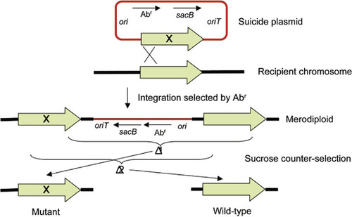 Figure 2. Strategy for allelic replacement using a suicide vector with a counter-selectable marker.For allele replacement, the indicated suicide plasmid containing an origin of conjugal transfer (oriT), an antibiotic resistance selection marker (Abr), a narrow-host-range of replication (ori; e.g., pMB1-derived), which is suicidal in most bacteria other than Escherichia coli and its close relatives, a counter-selection marker (here Bacillus subtilis sacB conferring sucrose sensitivity in Gram-negative cells grown in the presence of sucrose), and the mutated gene (the mutation—e.g., single nucleotide change, or in-frame deletion or insertion—is indicated with an X) is transferred into the recipient by conjugation. Selection for Abr leads to merodiploid formation via homologous recombination. Sucrose counter-selection in the absence of antibiotic selective pressure promotes excision of sequences by the indicated deletion events. Deletion 1 causes Rec-mediated excision of undesired plasmid sequences and the wild-type allele, thus resulting in transfer (exchange) of the mutant allele to the chromosome. Deletion 2 also leads to excision of unwanted plasmid sequences but also removes the mutant allele, thus resulting in reversion to wild-type. The two possible outcomes can either be distinguished by a screenable phenotype (e.g., temperature sensitivity) or by genotypic analysis (e.g., PCR). Please note that if the mutated gene is marked with an Abr gene, maintenance of selective pressure with this antibiotic during the counter-selection step will only enable deletion 1 and thus only yield the desired mutant genotype. If this second Abr gene is flanked by recombinase target sites, the marker can be deleted via site-specific marker excision, which will add a couple of extra steps (introduction and curing of a recombinase-encoding plasmid).