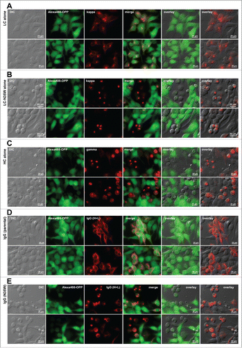 Figure 8. Protein translation is suppressed in Russell body-positive cells. Fluorescent micrographs of HEK293 cells transfected with the following construct(s): (A) LC construct alone; (B) LC-N35W construct alone; (C) HC construct alone; (D) parental IgG; (E) N35W variant IgG. Transfected cells were cultured under steady-state growth conditions and labeled for 30 min using Alexa Fluor 488 Click-iT® Plus OPP reagent to measure actively ongoing protein translation in situ (see Materials and Methods). The click-labeled cells were then immuno-stained with (A, B) Texas Red-conjugated anti-kappa chain, (C) Texas Red-conjugated anti-gamma chain, or (D, E) Alexa Fluor 594-conjugated anti-human IgG (H+L). Green and red image fields were superimposed to create ‘merge’ views. DIC and green or DIC and red images were superimposed to generate ‘overlay’ views.