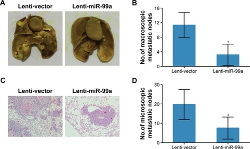 Figure 4 Overexpression of miR-99a suppresses nasopharyngeal carcinoma lung metastasis in vivo.