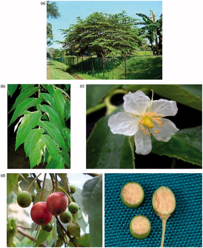 Figure 1. The various parts of M. calabura. (a) The tree of M. calabura. (b) The leaves of M. calabura. (c) The flower of M. calabura. (d) The fruits of M. calabura.