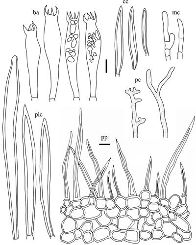 Figure 15. Microscopic features of Lactifluus orientivolemus sp. nov. All scale bars = 10 µm. Horizontal scale bars are for pileipellis and vertical scale bars are for other microscopic features.