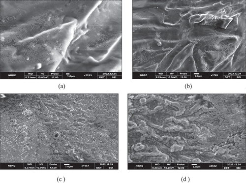 Figure 2. Scanning Electron Microscopy (SEM) images of microencapsulated beads with two formulations; sodium alginate and bacterial culture (A, B) and onion peels extract with sodium alginate and probiotic (C,D).