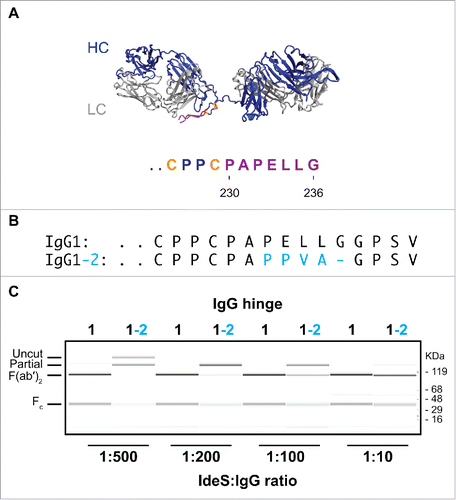 Figure 2. IgG1-2 chimera is inefficiently cleaved by IdeS. (A) Model of the F(ab′)2 region of antibody cAC10 modeled with MOE; light chain (gray), heavy chain (blue), interchain disulfide (orange), and lower hinge (magenta). The P1 position of IdeS is G236. Numbering of residues is according to EU numbering nomenclature. (B) Alignment of the lower hinge of IgG1 and the IgG1-2 chimera. Residues in cyan are IgG2 isotype residues introduced into the lower hinge of IgG2. (C) Cleavage efficiency of human IgG1 and IgG1-2 chimera. One mg/ml of IgG1 and IgG1-2 were incubated for 24 hours at 37°C with different IdeS amounts as indicated. Cleavage was analyzed by capillary electrophoresis. While IgG1 is efficiently cleaved into F(ab′)2 at an IdeS:IgG ratio of 1:500, IgG1-2 requires 50-fold higher IdeS concentrations for complete cleavage.