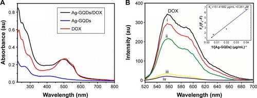 Figure 4 Characterization of Ag-GQDs/DOX.Notes: (A) UV-Vis absorption spectra of Ag-GQDs, DOX, and Ag-GQDs/DOX; (B) fluorescence of DOX (1 µM) is quenched by the increasing amount of Ag-GQDs from 25 to 200 µg/mL (i. 25, ii. 50, iii. 150, and iv. 200 µg/mL) in PBS buffer (pH 7.4). Excitation wavelength was 500 nm.Abbreviations: Ag-GQDs/DOX, silver nanoparticles decorated with graphene quantum dots conjugated with doxorubicin; Ag-GQDs, silver nanoparticles decorated with graphene quantum dots; au, arbitrary unit; DOX, bare doxorubicin; PBS, phosphate-buffered saline.