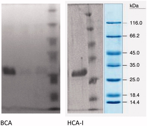 Figure 1. SDS PAGE of the CA isozymes.