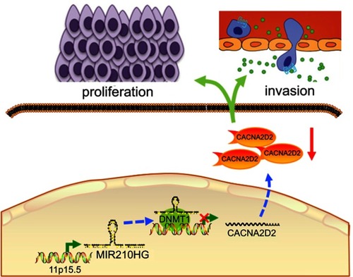 Figure 6 Proposed model in which MIR210HG mediates the proliferation and invasion progression of NSCLC.Abbreviation: NSCLC, non-small cell lung cancer.