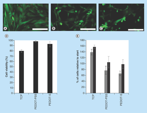 Figure 2.  Adhesion and growth of human dermal fibroblasts on various surfaces up to 4 days in culture.(A) Tissue culture plate controls. (B) PEDOT-PSS-based multilayer films. (C) PEDOT-S-based multilayer films. Cells were stained with a LIVE/DEAD® Viability/Cytotoxicity Kit, live cells were green and dead cells were red. Scale bars represent 250 µm. (D) Cell viability after 4 days in culture as determined with a LIVE/DEAD® Viability/Cytotoxicity Kit. (E) Number of cells adhered to the substrates after 2 days (grey bars) or 4 days (black bars) as estimated by the AlamarBlue® assay. Error bars represent standard deviations (n = 3).