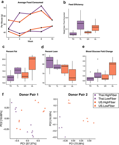 Figure 4. A low-fiber diet leads to deleterious metabolic outcomes (4a) average food consumption per mouse (chow was weighed for each cage at two-week intervals and averaged based on the number of mice per cage) throughout the study period revealed that low-fiber diet groups consistently consumed less food than high-fiber diet groups. (4b) groups consuming a low-fiber diet are more efficient at converting their feed into body weight gain (two-way ANOVA, diet P = 3.2e-05). Feed efficiency is calculated as the gain in body weight per mouse by the average grams of chow consumed per mouse between weeks 6 and 8. (4c) groups consuming a low-fiber diet gain more body fat than those on a high-fiber diet (two-way ANOVA, diet P = .013). Body fat was measured at the end of the 8-week diet intervention. (4d) Thai-donor groups gained more lean mass than US-donor groups (two-way ANOVA donor P = .032). (4e) groups consuming a low-fiber diet exhibited a significant difference in fasting blood glucose fold change (two-way ANOVA, diet type variable P = .012). Fasting blood glucose measurements were taken at baseline (prior to gavage) and at the end of the 8-week diet intervention (time of sacrifice). (4F) PCoA of mouse microbiota (weighted UniFrac) at 8 weeks show clustering by diet (ANOSIM R = .7267, P = .001) and donor microbiota (ANOSIM R = .09222, P = .119) in donor pair 1, and by diet (ANOSIM R = .9656 and P = .004) and donor microbiota (ANOSIM R = .5767 and P = .01) in donor pair 2. PCoAs are separated by donor-pair for clarity and to observe the differences in donor pair gut microbiota. Due to the outlier effects of the infected mouse samples, donor pair 2 Thai-high-fiber samples are excluded. TH = Thailand-donor-high-fiber; TL = Thailand-donor-low-fiber; UH = US-donor-high-fiber; UL = US-Donor-low-fiber. See also Figure S3 and Table S2.