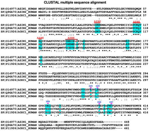 Figure 3 Sequence Alignment of AZIN1, AZIN2, and ODC. The figure shows a sequence alignment with site A residues of AZIN1 in blue-shaded regions. Residues that are shown as red-colored letters are the ones that are different from the corresponding residues in AZIN1. The symbol (*) refers to identical, and the symbols (: and .) refer to similar residues among these three proteins.