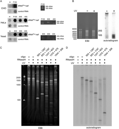 Figure 2. Binding of the tRNAPro half to ribosomes and ribosomal subunits in vitro. (A) Binding of the P32-labelled tRNAPro 5ʹ half to the crude ribosomal pellet (P100) and gradient-purified ribosomal subunits (40 S and 60 S) isolated from CHO cells, HeLa, and yeast cells was monitored by filter binding. Negative control (-) shows background signals in the absence of ribosomal particles. An unrelated small ncRNA (control RNA) from H. volcanii showed no (HeLa, yeast) or severely reduced (CHO) binding to ribosomal particles and serves as a binding specificity control. (B-C) Photocrosslinking of the tRNAPro half to human ribosomes. 5ʹ P32 – labelled tRNAPro half-carrying 4-thio-uracils was crosslinked to crude HeLa ribosomes at 366 nm followed by protease K treatment and RNA isolation. (B) After photo-crosslinking, RNAs were resolved on a 1% agarose gel. The ethidium bromide-stained gel and the autoradiogram thereof are shown. 18S rRNA and 28 S rRNA are labelled. (C) After photo-crosslinking, purified RNAs were subjected to RNase H treatment guided by DNA oligos complementary to different regions of 18S rRNA and the cleavage products were separated on 4% polyacrylamide denaturing gels. Ethidium bromide staining and autoradiogram are shown. Expected sizes of the produced rRNA fragments are indicated above each lane.