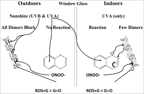 Figure 4. The consequences of DNA photoproduct damage from exposure to outdoor UVA and UVB radiation versus indoor UVA radiation. Outdoor sunshine has both UVA and UVB radiation vs. indoor sunshine that has only UVA radiation because, unlike UVB, it can pass through window glass. The outdoor UVB radiation causes efficient pyrimidine dimer formation and UVA makes benzothiazine or benzothiazinylalanine and other radicals (λmax >340 nm) that cannot react with the pyrimidine dimers formed outdoors because the covalent bonds block the available reaction sites (competitive reaction); whereas, indoor UVA forms few dimers so that many pyrimidine sites are available to react with the benzothiazine radicals it forms. Besides UVA creating ROS that oxidizes deoxyguanosine to 8-oxodG (G = O in diagram), UVA can create ONOO- radicals that can also make CPD in the dark for several hours post exposure [80].