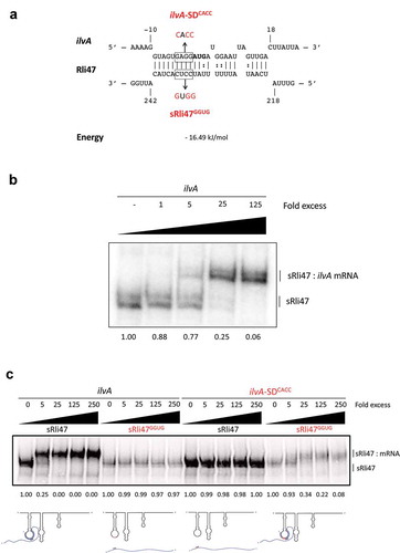 Figure 4. Mutational Analysis of truncated Rli47 and ilvA mRNA base pairing by Electrophoretic Mobility Shift Assay. (a) Predicted basepairing between the SD region of ilvA mRNA and Rli47. The mutated nucleotides are shown in red and the sequences of the minimal mutant variants ilvA-SDCACC and sRli47GGUG are indicated. (b) Electrophoretic mobility shift assays (EMSAs) of the interaction between ilvA mRNA and Rli47 truncated transcripts (sRli47). Truncated (sRli47) transcripts of Rli47 were incubated with increasing concentrations of unlabeled ilvA mRNA. (c) Secondary structure denaturation step was performed previous to binding incubation of labelled sRli47 and sRli47GGUG with increasing concentrations of unlabeled ilvA RNA or the mutant ilvA-SDCACC. Similar results were shown even without the denaturation of the secondary structures (Fig. S5). The fraction of unbound Rli47 is shown below each lane. AUG denotes the start codon of ilvA.