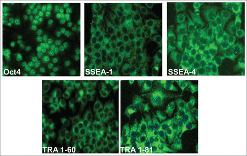 Figure 2. Expression of stem cell markers on SUCECs: Colony expanded SUCECs isolated from 3 pigs were examined for the expression of pluripotency; Oct4 and stem cells markers; SSEA-1, SSEA-4, TRA-1–60 and TRA-1–181 by IFA. Cell nuclei were stained by DAPI.