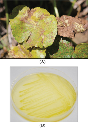 Figure 1. (A): infected hydrocotyle umbellata (dollarweed) plant with necrotic lesions on the leaves. (B): colonies of pantoea ananatis grown on tryptic soy agar plate (BD difco).