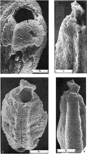 Plate 13. Four scanning electron microscope (SEM) images of Nannoceratopsis deflandrei subsp. senex from the early Aalenian Tmetoceras scissum ammonite biozone (Middle Jurassic) of southern England. The photomicrographs are all taken from Piel & Evitt (Citation1980a), and clearly demonstrate the overall cyst organisation and the unique cingular (type C) archaeopyle. The images are reproduced with the permission of AASP – The Palynological Society.Figure 1. Slightly oblique apical view. Note the small epicyst with clearly subdivided plates, above the markedly concave cingulum and the strongly perforate autophragm; the middorsal plate 3c forms the archaeopyle. The highly indented sulcus is on the ventral side (facing downwards here), directly opposite the archaeopyle. This image was pl. 1, fig. 7 of Piel & Evitt (Citation1980a).Figure 2. A specimen in slightly oblique dorsal view. The image demonstrates the profound disparity in the size of the epicyst and hypocyst. Note the clear sagittal suture between the two large hypocystal plates H2 and H3 within the prominent sagittal band (median groove), which is somewhat striated. These transverse lineations are interpreted as reflected growth features (megacytic zones) from the parent theca. This image was pl. 2, fig. 4 of Piel & Evitt (Citation1980a).Figure 3. A well-preserved specimen in dorsal view. The cingular archaeopyle and the sagittal suture are especially prominent. This image was pl. 2, fig. 3 of Piel & Evitt (Citation1980a).Figure 4. A specimen in dorsal view; note that the operculum (plate 3c) is in place. This image was pl. 2, fig. 5 of Piel & Evitt (Citation1980a).