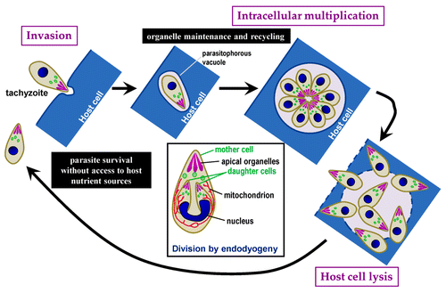 Figure 1. Schematic representation of the T. gondii lytic cycle. Squared text indicates different steps in the cycle. Text in black boxes describes putative roles for autophagy during distinctive phases of the cycle. The inset describes the mode of parasite replication called endodyogeny, with two daughter parasites developing inside a mother cell. During this process, some organelles are synthesiszed de novo (i.e., apical organelles), while others are replicated (i.e., nucleus, mitochondrion).