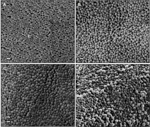 Figure 1 Scanning electron microscopy images of PLGA nanoparticles loaded with 10% w/w (A) Q-GRFT, (B) TFV, (C) RAL, and (D) DAP. Scale bars represent 200 nm.