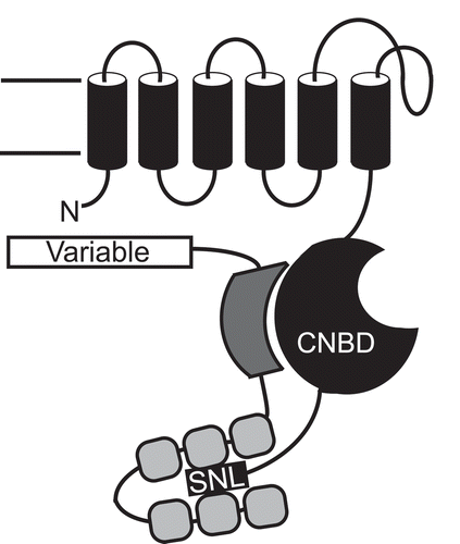 Figure 1. Schematic of the interaction between HCN and TRIP8b, reproduced from our previous report [Citation8]. A single subunit of HCN is represented in black, with the cyclic-nucleotide binding domain (CNBD) and C terminal tail (SNL) highlighted. TRIP8b contains a variable N terminus (labeled) as well as a domain that interacts with the CNBD (represented by a dark gray shape) and a series of TPR domains (light gray shapes) that interact with the C terminus of HCN.