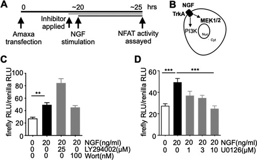 Figure 3. NFAT activation by NGF depends on MEK1/2 but not PI3 K pathway. A. Schematic diagram of depicting the experimental protocols. B. A diagram describing TrkA-mediated PI3 K and MEK1/2 activation by NGF. C-D. As described in Figure 2, NFAT reporter assays were performed with the exception that PI3 K inhibitor (LY294002, Wort (wortmannin) (C)) or MEK1/2 inhibitor (U0126, (D)) was applied to block TrkA-mediated PI3 K or MEK1/2 activation, respectively. All inhibitors were applied 30 min prior to NGF stimulation. n = 12–13 for (C), n = 6–12 for (D), **p < 0.01, ***p < 0.001, One-Way ANOVA, Bonferroni post-hoc test. n stands for the number of well. Data are presented as mean ± S.E.M.