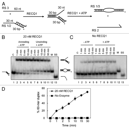 Figure 1. Strand-exchange by RECQ1 on synthetic forked duplexes lacking the leading strand. (A) Scheme of the assay. Strand exchange is a combination of both strand annealing and unwinding activities. Strand annealing of the homologous oligonucleotides by RECQ1 forming the stalled replication fork, which was eventually unwound after the addition of ATP. The lengths of individual arms are indicated in nucleotides (nt) or base pairs (bp). The homologous leading and lagging arms have a 5 nt heterology at the fork junction to prevent spontaneous strand exchange. The 3′ end of the lagging oligonucleotide is indicated by an arrow, and the position of the 5′-PCitation32 label is marked by an asterisk. (B) As indicated above, 1 nM PCitation32-labeled 30/60 mer duplex (RS1/2) was incubated with 1 nM 60 mer complementary oligonucleotide (RS3) in the presence of 20 nM RECQ1 to form the forked DNA structure. After 10 min, ATP was added to a final concentration of 5 mM. Ten μl aliquots were taken out at indicated time points and analyzed by non-denaturing PAGE. “C” represents the control substrate P32-labeled RS1/2; “M” represents the marker for strand exchange product, the 60mer bubble duplex; and “SS” represents the ssDNA unwound. (C) Similar strand exchange reactions were performed in the absence of RECQ1. (D) Quantification of the kinetics performed in the presence and absence of RECQ1. Relative concentration of the 60 mer duplex product was plotted vs. reaction time. The data points represent the average values from three independent experiments.