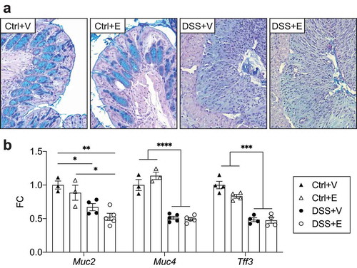 Figure 4. DSS decreases intestinal mucin staining and IEC mucin RNA expression with no additional effect after ethanol. (a) PAS-Alcian blue stained slides of distal colon from mice. Representative of 6–8 mice pre-group. Images taken at 400x total magnification. (b) IEC RNA expression of mucins and intestinal trefoil factor. n = 3–5 per group. Bars display mean ± SEM, with each symbol representing data from one mouse. FC: Fold change. Statistics by One-Way ANOVA with Tukey post-hoc test. * p < .05, ** p < .01, *** p < .001, **** p < .0001