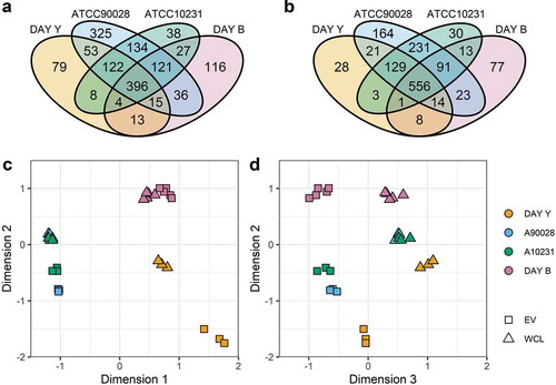 Figure 4. Combined comparison of C. albicans proteomes. (a) Venn diagram comparing four C. albicans EV proteomes. Lists of EV proteins present in the Venn diagrams in Figure 2A were compared to identify proteins common to all four EV datasets. (B) Venn diagram comparing four C. albicans WCL proteomes. Lists of WCL proteins present in the Venn diagrams in Figure 2A were compared to identify proteins common to all four WCL datasets. The data tables underlying Figuress 4A and 4B are provided in Supplementary Data S4. (C) Multidimensional scaling (MDS) plot of each LC-MS/MS biological replicate sample with the first 2 dimensions shown. Pairwise distance between samples approximately indicates the log2(FC) between samples. The plotMDS function from limma was used to generate the MDS plots [Citation52]. (D) MDS plot of each LC-MS/MS biological replicate sample with the second and third dimensions shown.