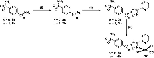 Scheme 1. Synthesis of ligands 3a/3b and their corresponding benzenesulfonamide rhenium tricarbonyl complexes 4a/4b. Conditions and reagents: (i) 1a, NaNO2, NaN3, HCl/THF/DMF (v/v/v: 1:1:1), 0–25 °C, 1 night (93%) or 1b, NaN3, Tf2O, CuSO4.5H2O, K2CO3, CH2Cl2, 0–25 °C, 1 night (85%); (ii) Cu(OAc)2.H2O, sodium ascorbate, CH3CN, 45 °C, 1 night, (3a: 69%, 3b: 61%); (iii) [Re(CO)3Cl], 65 °C, MeOH, 12h, (4a: 67%, 4b: 66%).