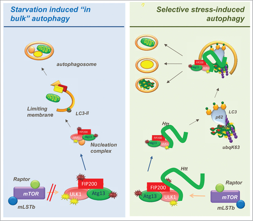 Figure 1. Novel function of HTT in selective autophagy. Left: In response to starvation “in bulk” autophagy is initiated through inactivation of mTORC1 and subsequent release of the ULK1 kinase complex toward sites of autophagosome biogenesis. Right: In selective autophagy HTT competes ULK1 out of mTORC1 sequestration and brings it to specific cargo through binding to the cargo receptor p62.